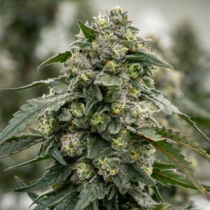 Buy Marijuana Strains Australia
