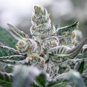 Hybrid Weed Strains online Australia
