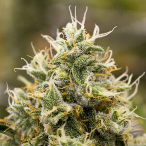 Indica Marijuana Strains Australia