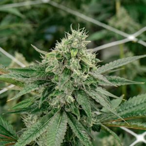 Sativa Cannabis Strains Australia